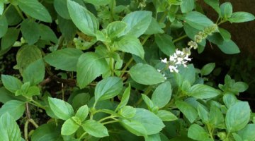 Banho Revitalizante de Limpeza com Manjerio